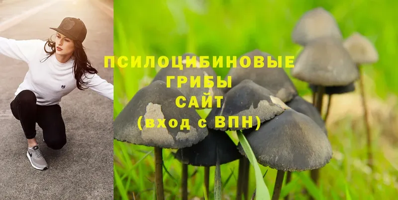 Галлюциногенные грибы Psilocybe  Кудымкар 